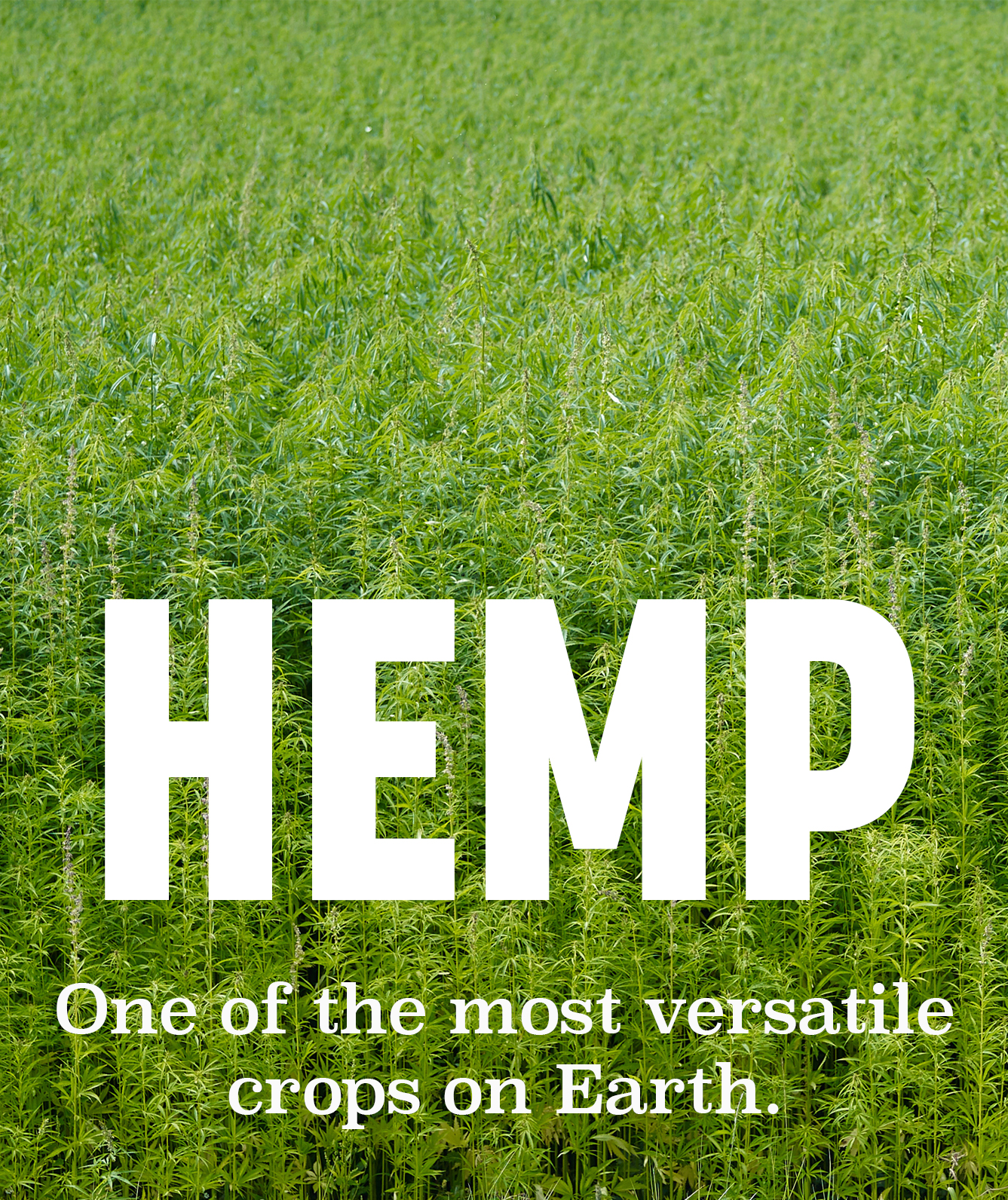 Hemp: One of the most versatile crops on earth